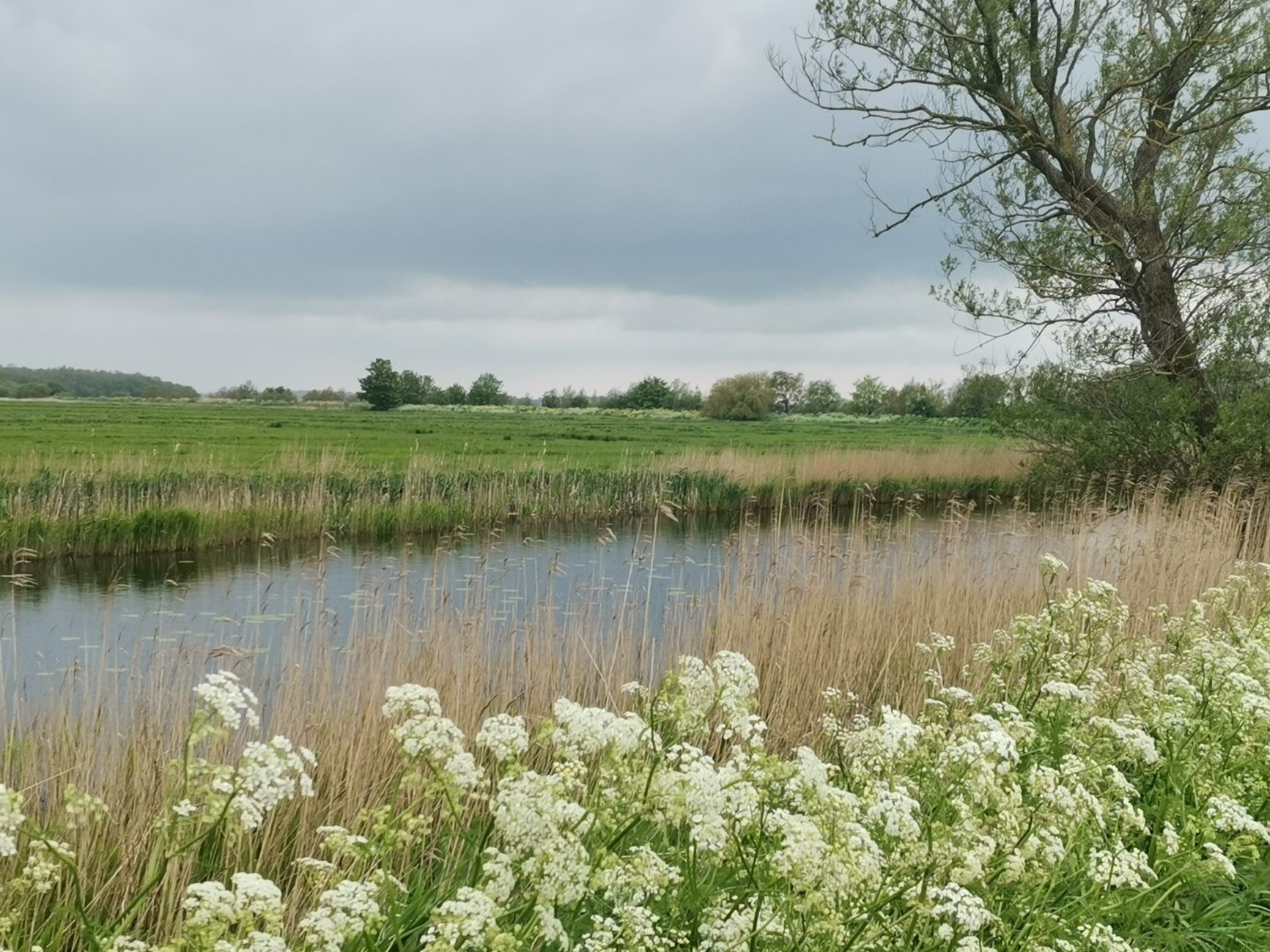 Kerbel vor Fluss