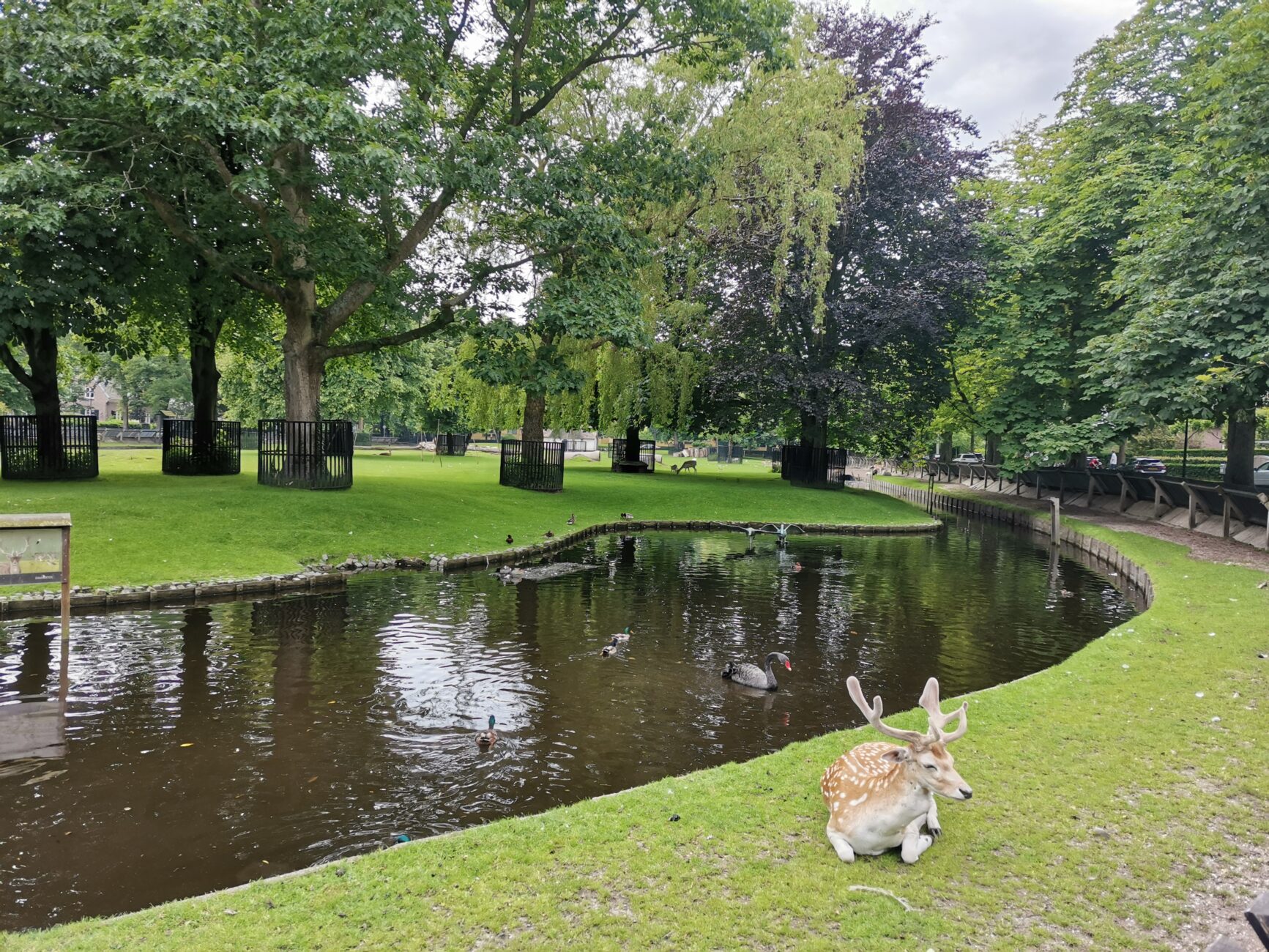 Park mit Hirsch und schwarzem Schwan